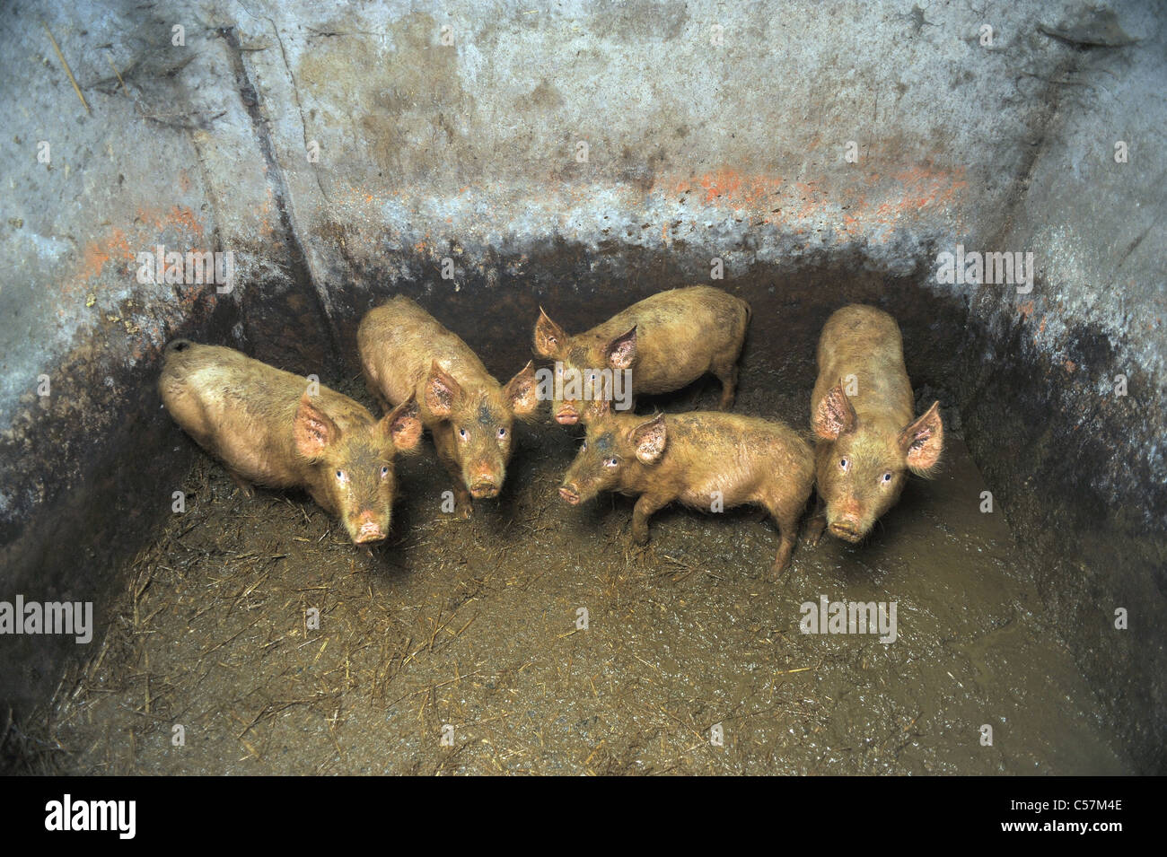 Sporchi maiali piccoli in un porcile sporca Foto Stock