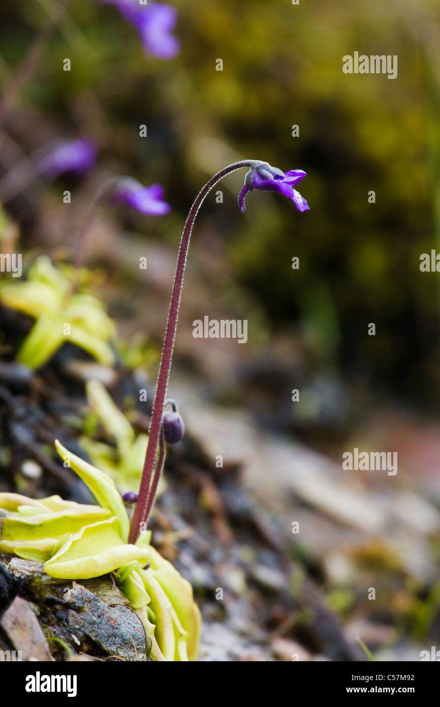 Comune, Butterwort Pinguicula vulgaris. La Scozia, Regno Unito Foto Stock Comune, Butterwort Pinguicula vulgaris. La Scozia, Regno Unito Foto Stock