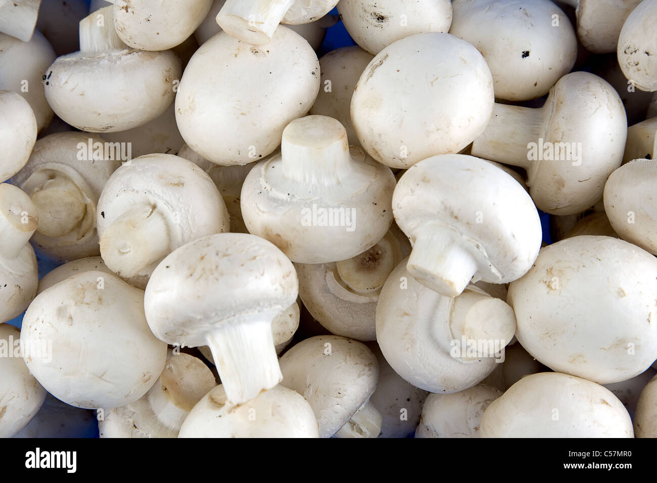 Commestibile pulsante bianco o funghi champignon, sano cibo organico Foto Stock