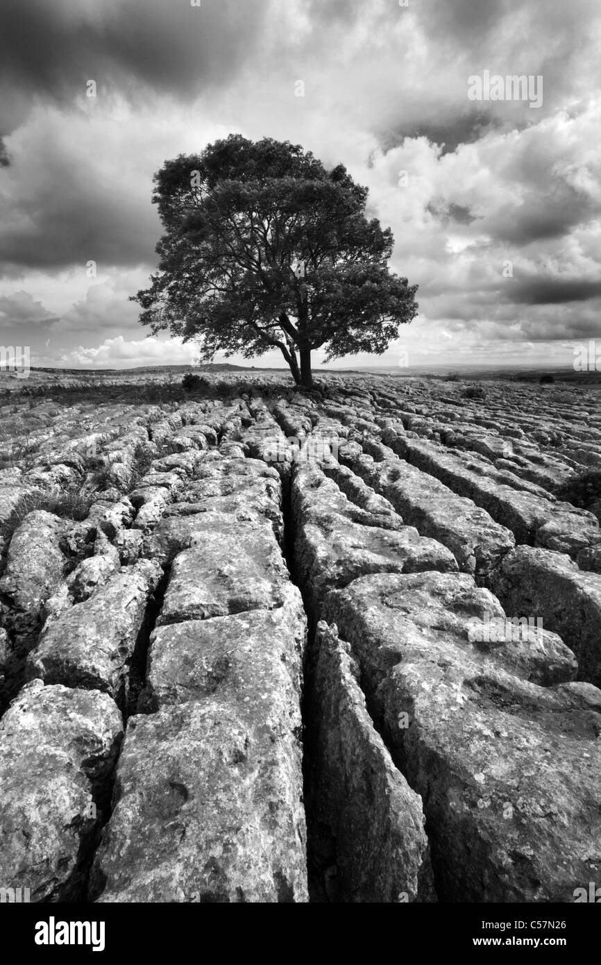 Lone Tree e pavimentazione di pietra calcarea Malhamdale Yorkshire Dales Engl Foto Stock