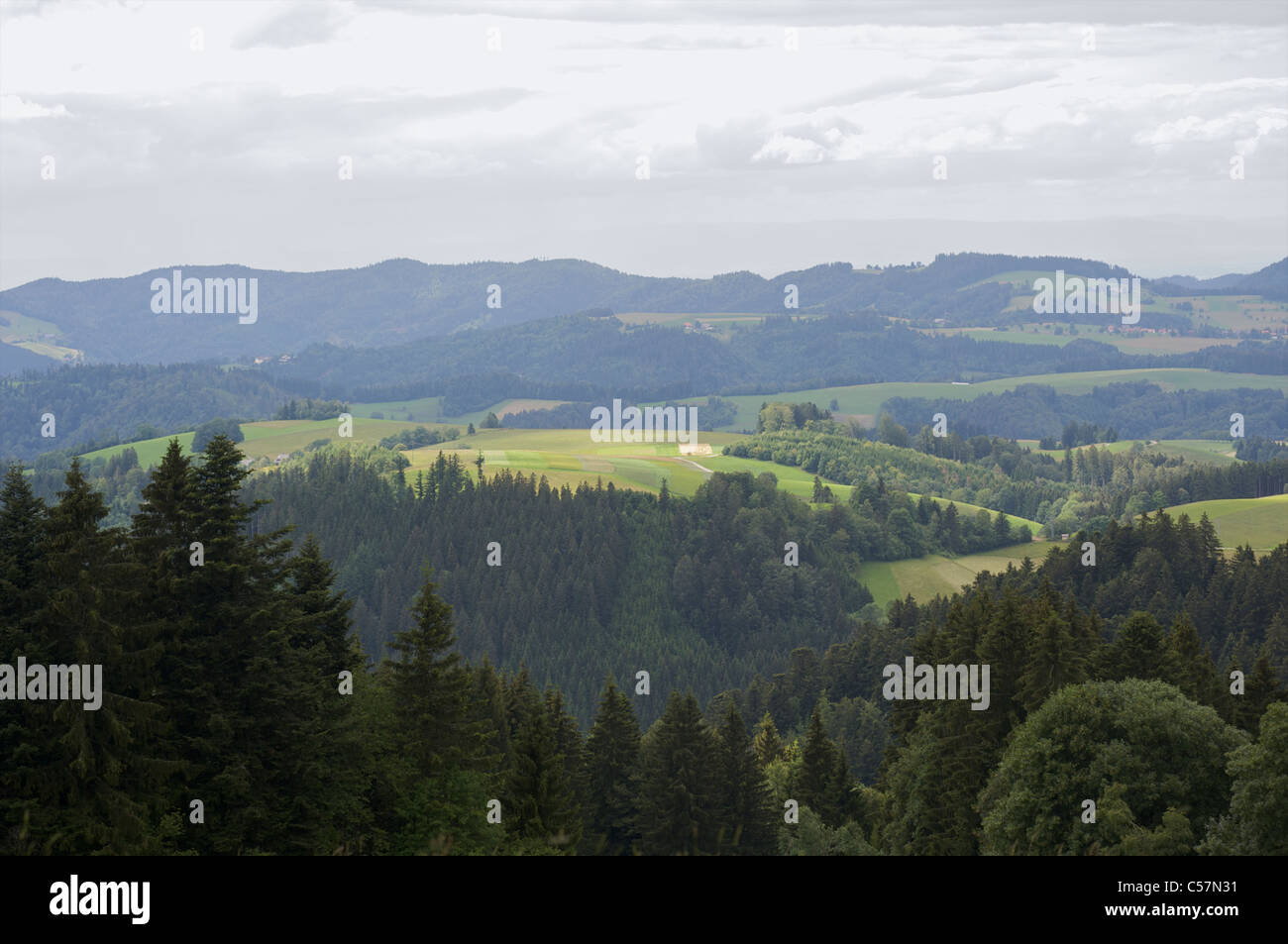 Un paesaggio verde con alberi di pino e colline in Schwarzwald, Baden-Württemberg, Germania Foto Stock
