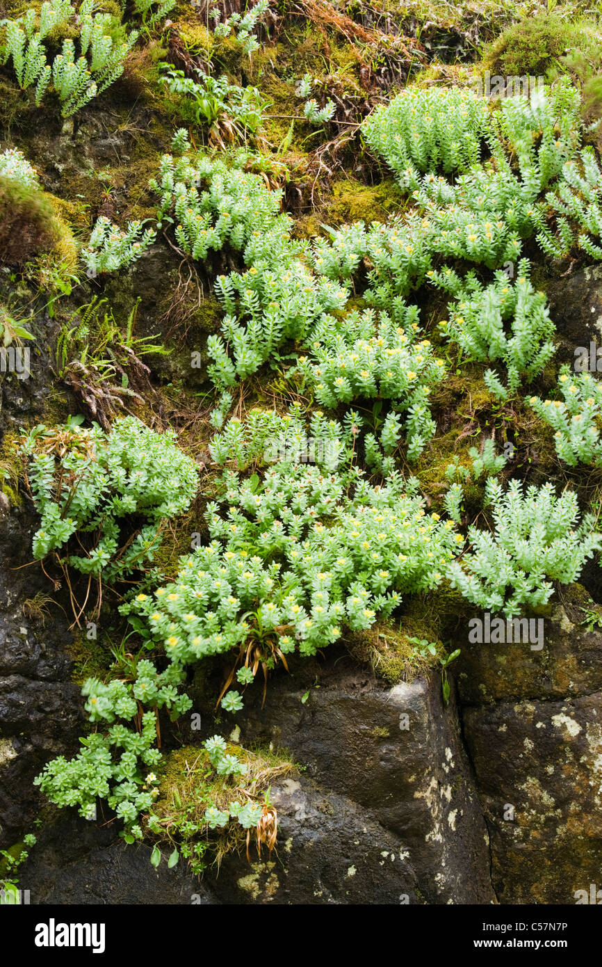 Roseroot, Rhodiola rosea. Regno Unito. Foto Stock