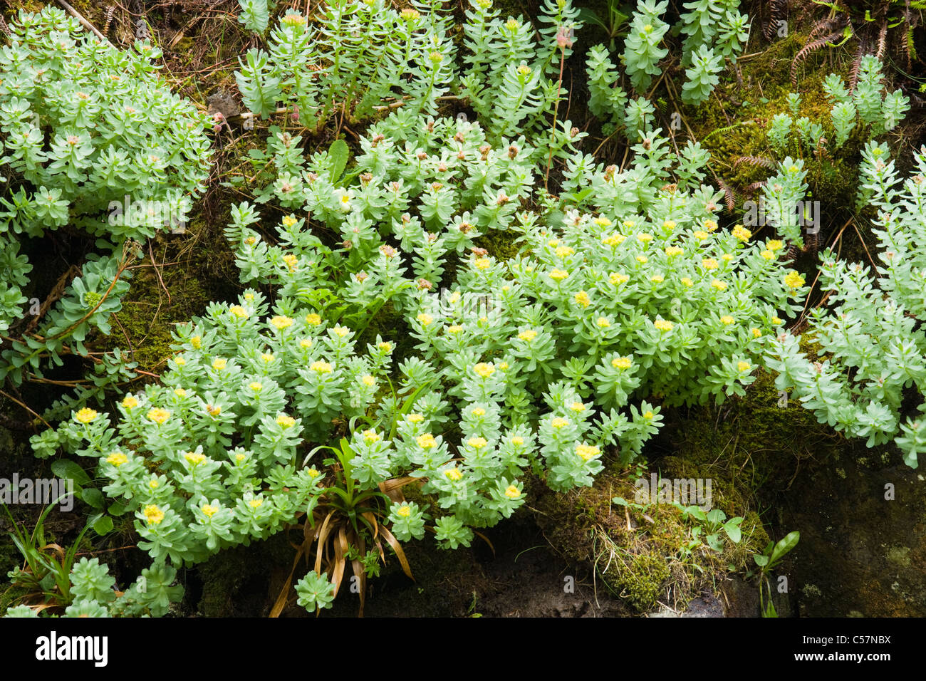Roseroot, Rhodiola rosea. Regno Unito. Foto Stock