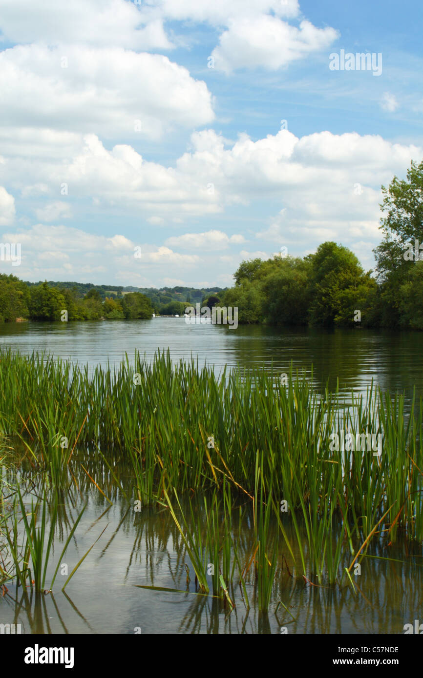 Vista del fiume Tamigi dal Tamigi percorso verso Bourne End, Buckinghamshire, Regno Unito Foto Stock