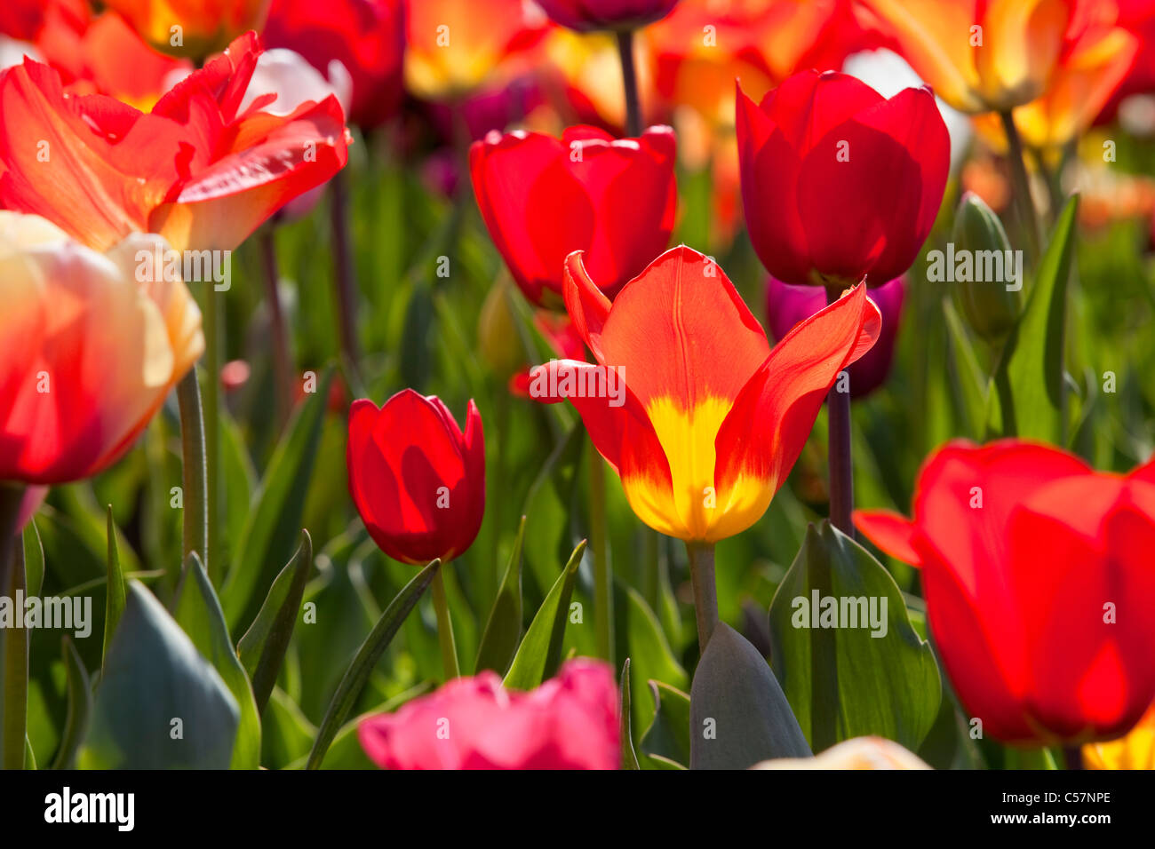 I Paesi Bassi Lisse, Tulip fiori. Foto Stock