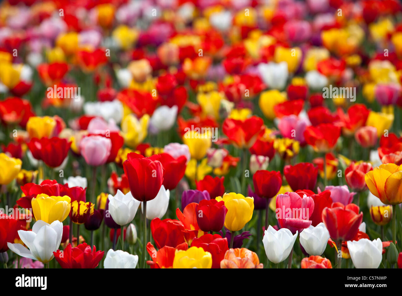 I Paesi Bassi Lisse, Tulip fiori. Foto Stock