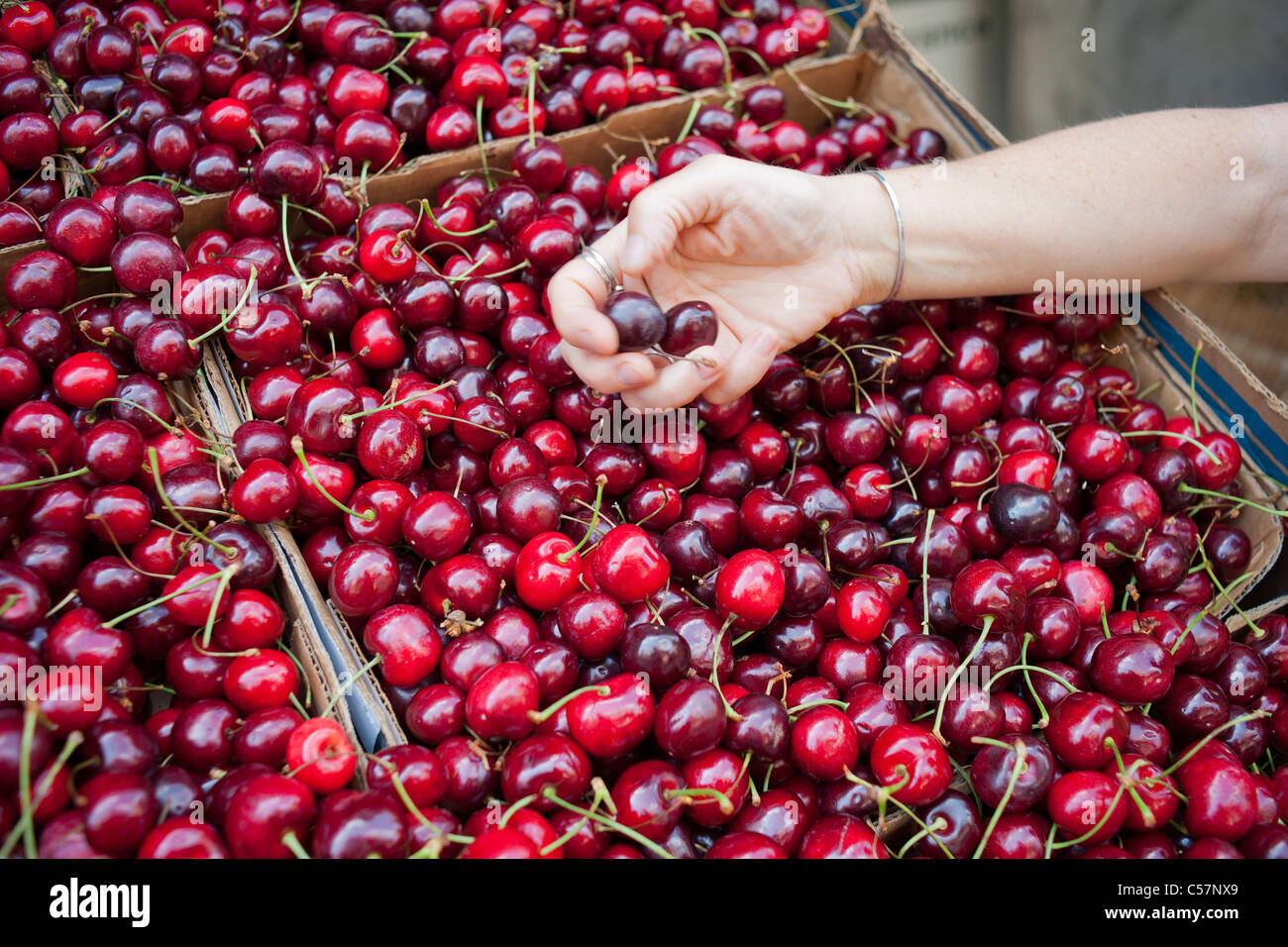 Una shopper cherry picks ciliegie in un supermercato a New York Domenica, 10 luglio 2011. (© Richard B. Levine) Foto Stock