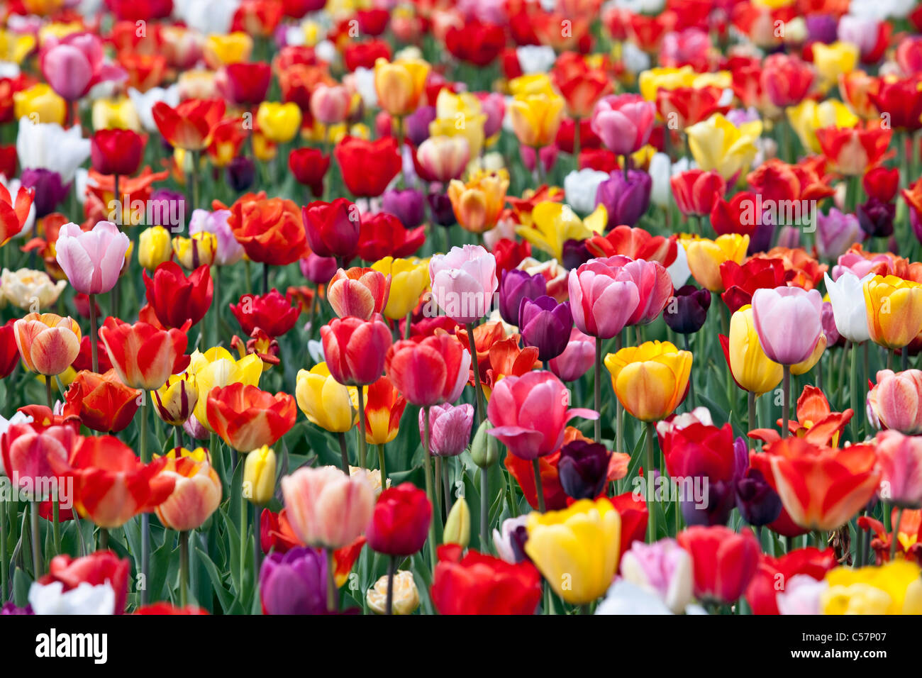 I Paesi Bassi Lisse, Tulip fiori. Foto Stock