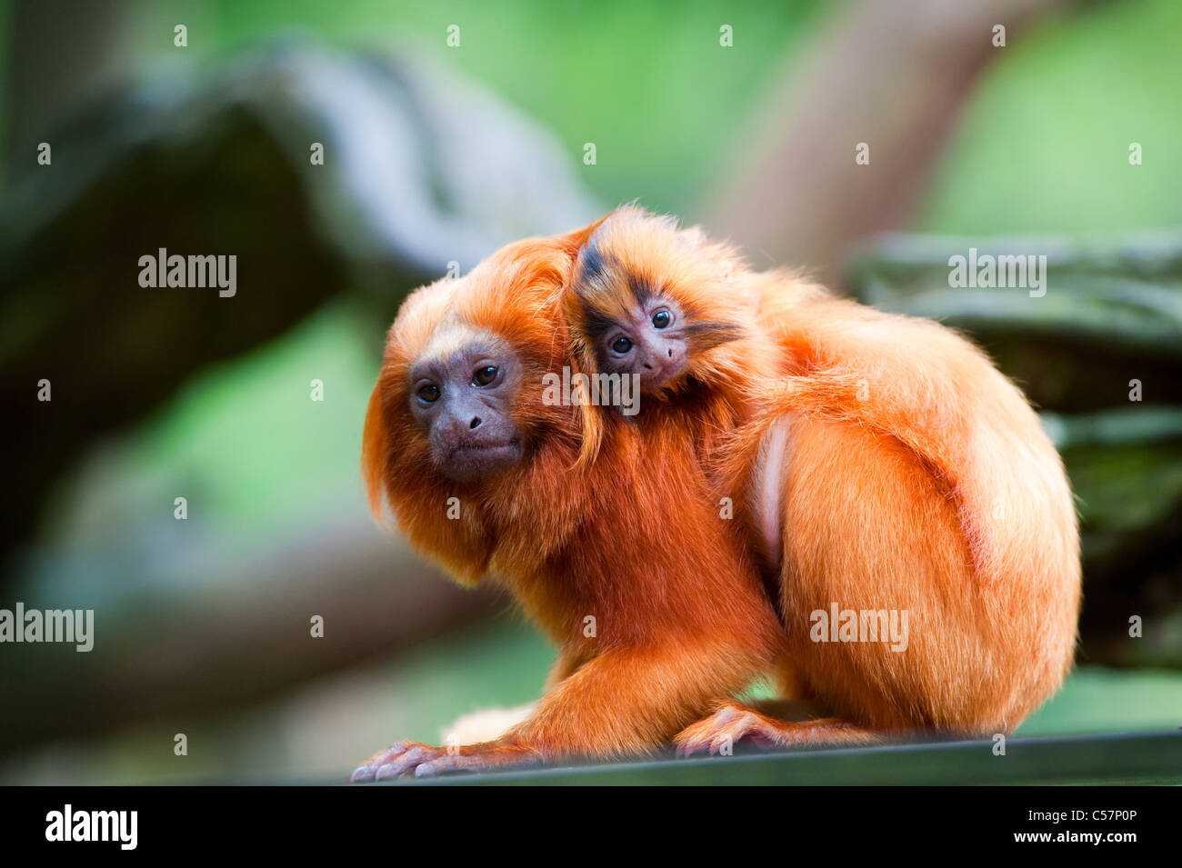 Tamarins Immagini E Fotos Stock Alamy