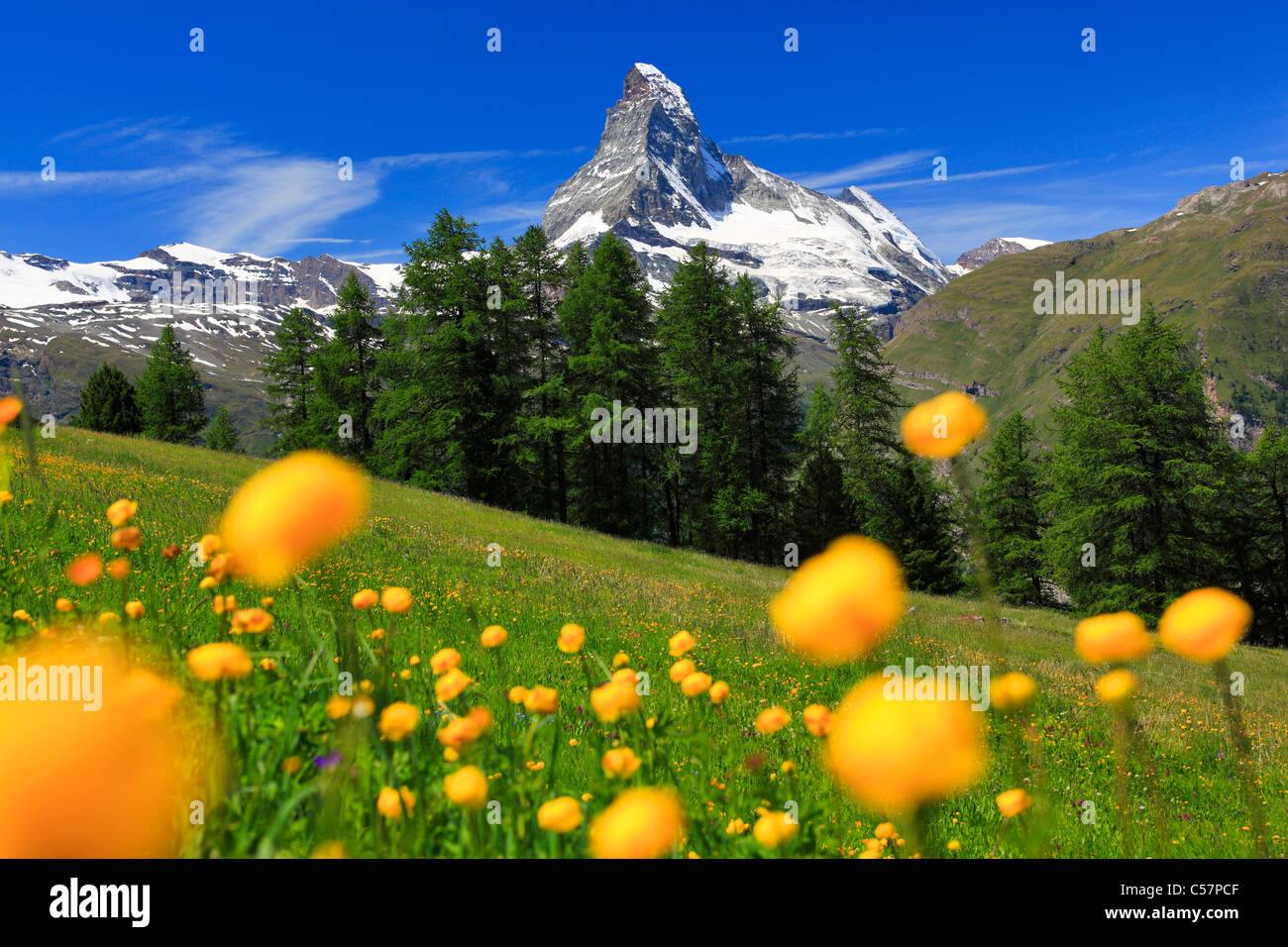 Alpi, flora alpina, panorama alpino, vista montagna, flora di montagna, panorama di montagna, ghiaccio, Cliff, rock, flora, montagne, summ Foto Stock