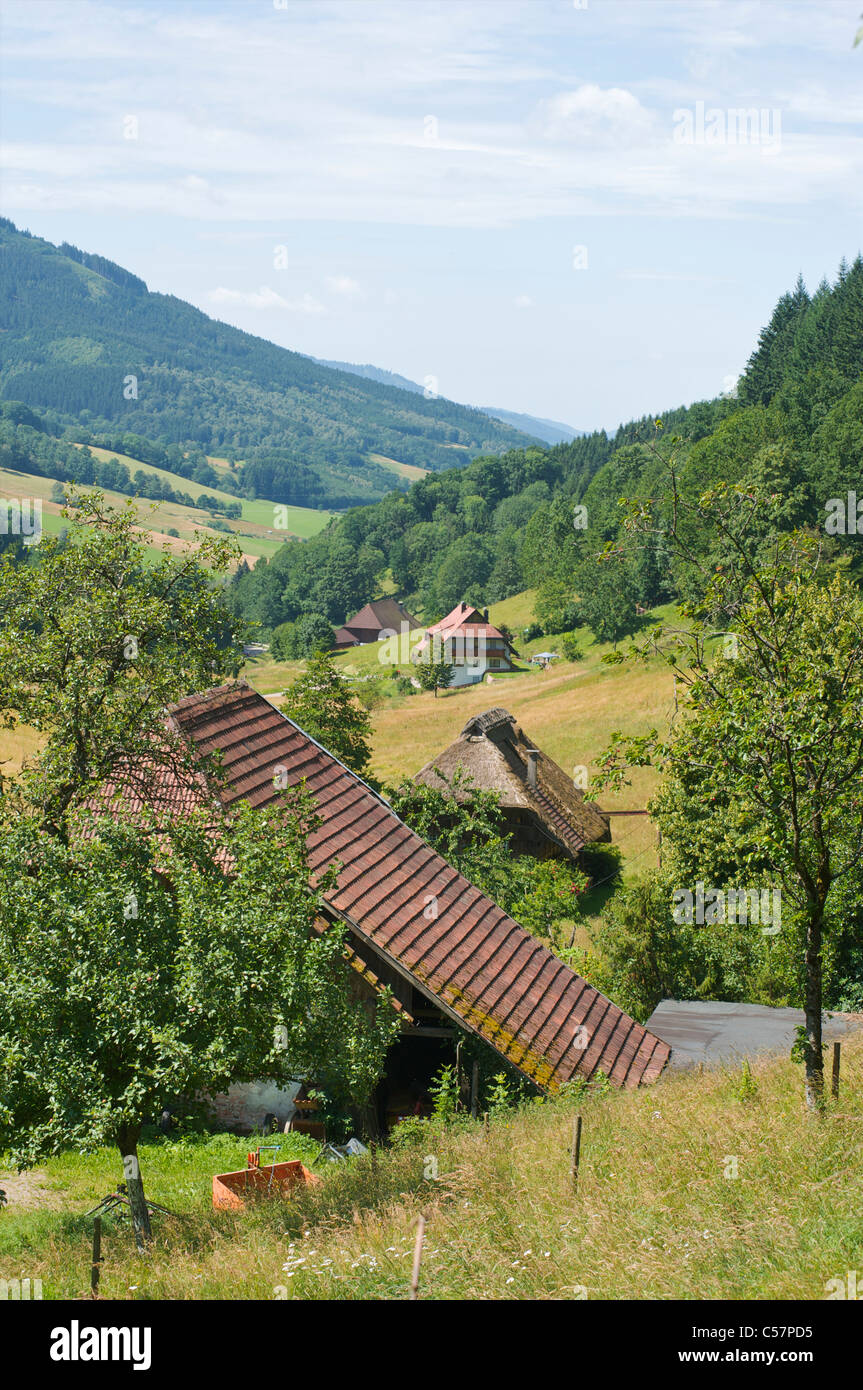 Diverse case coloniche con fienili in un verde paesaggio montuoso in Schwarzwald, Baden-Württemberg, Germania Foto Stock