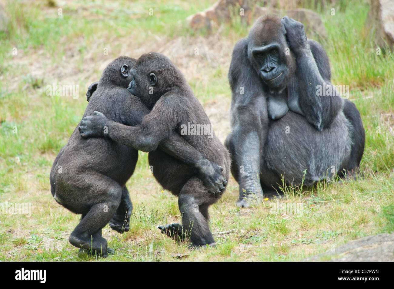 Due giovani gorilla dancing mentre la madre sta guardando Foto Stock