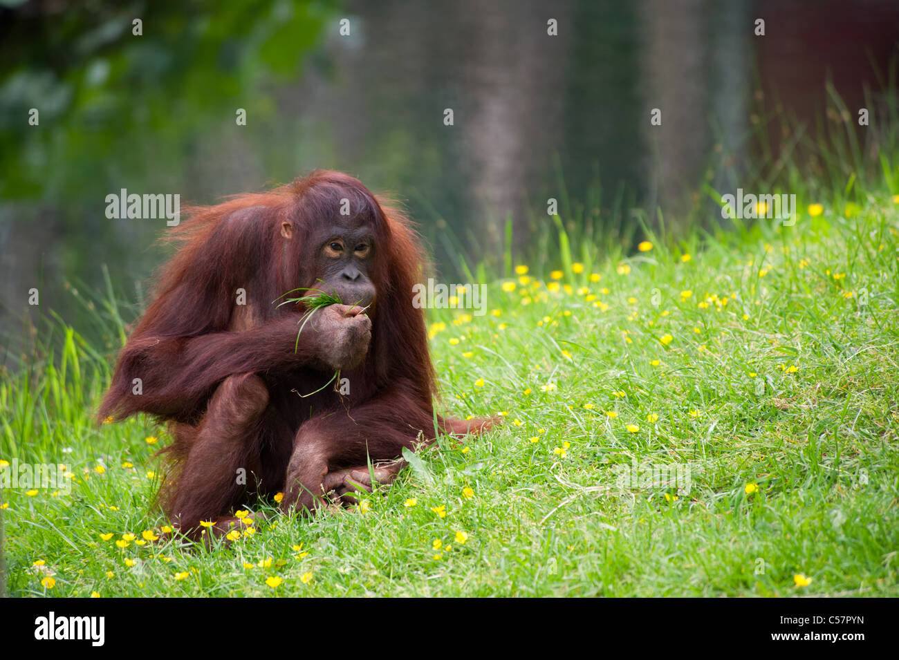 Carino orangutan sull'erba Foto Stock