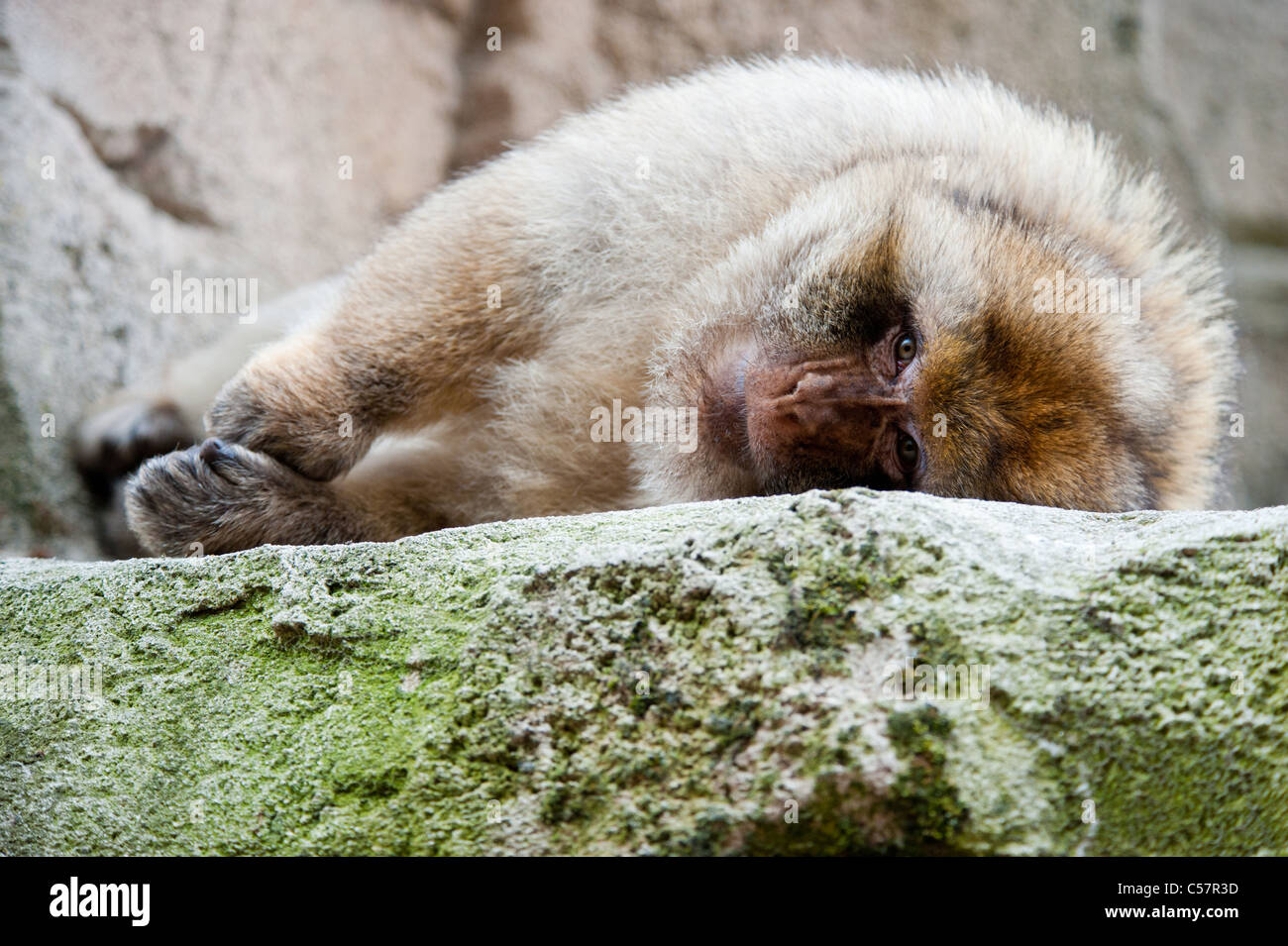 Ritratto di Barbary Macaque (Macaca sylvanus) Foto Stock