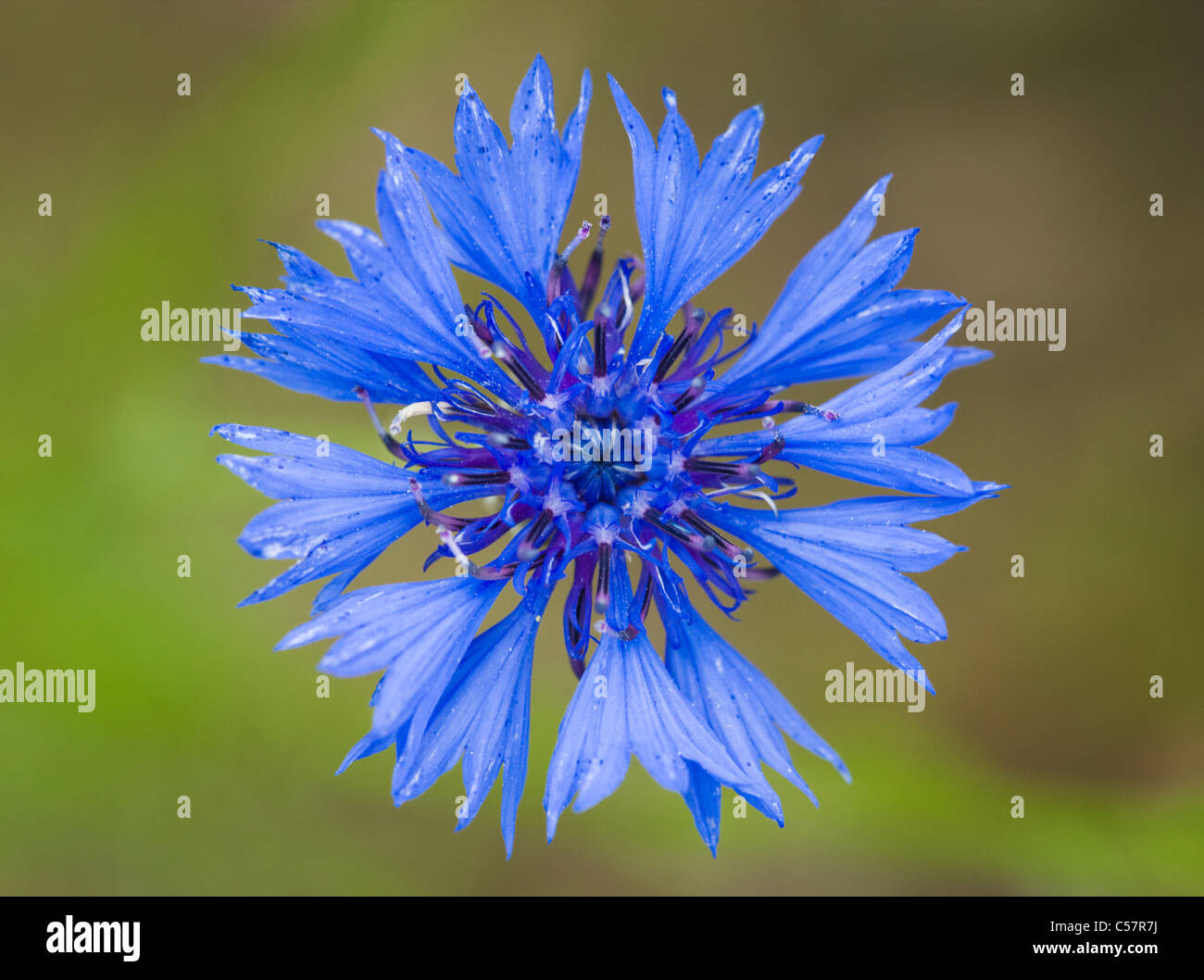 Fiordaliso, Centaurea cyanus. Regno Unito. Foto Stock