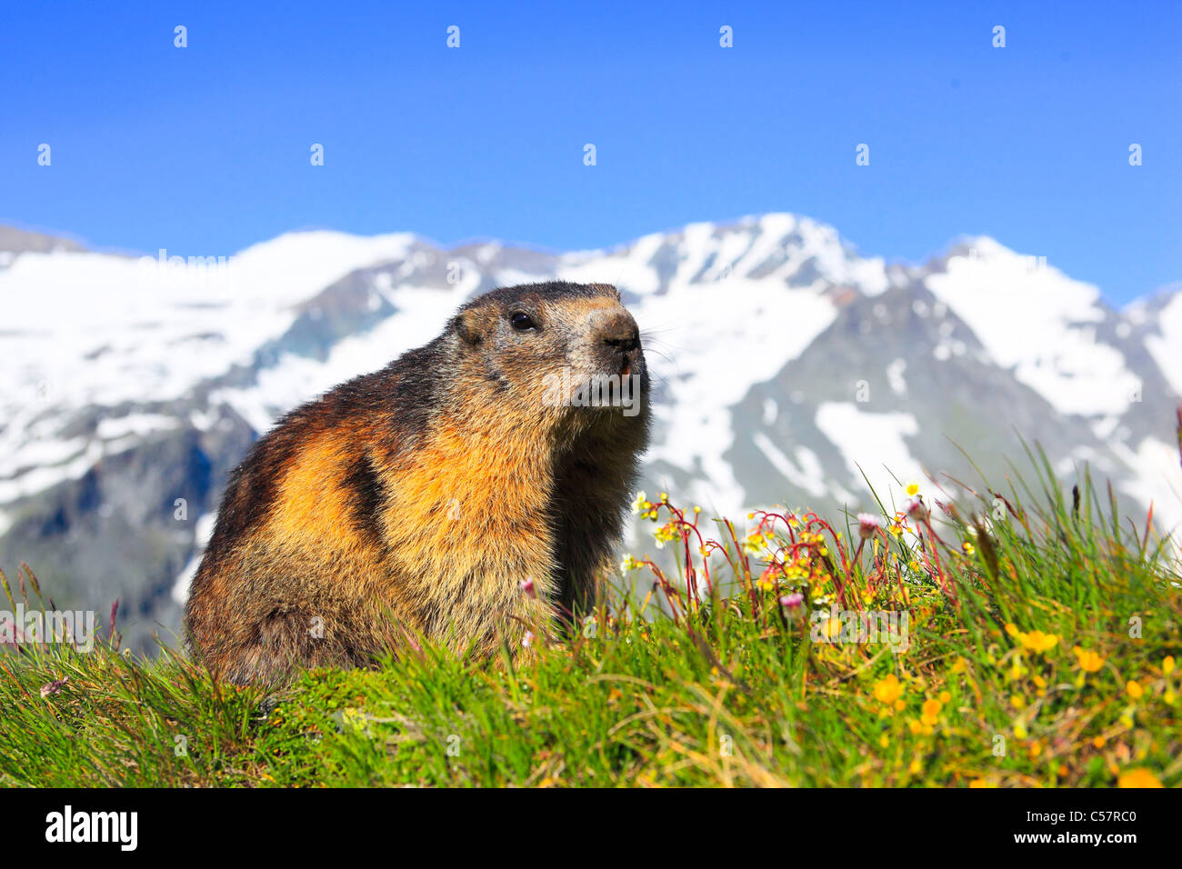 1 Alpi Marmotta Marmotta Fauna Alpina Panorama Alpino Alpine 1-alpi-marmotta-marmotta-fauna-alpina-panorama-alpino-alpine