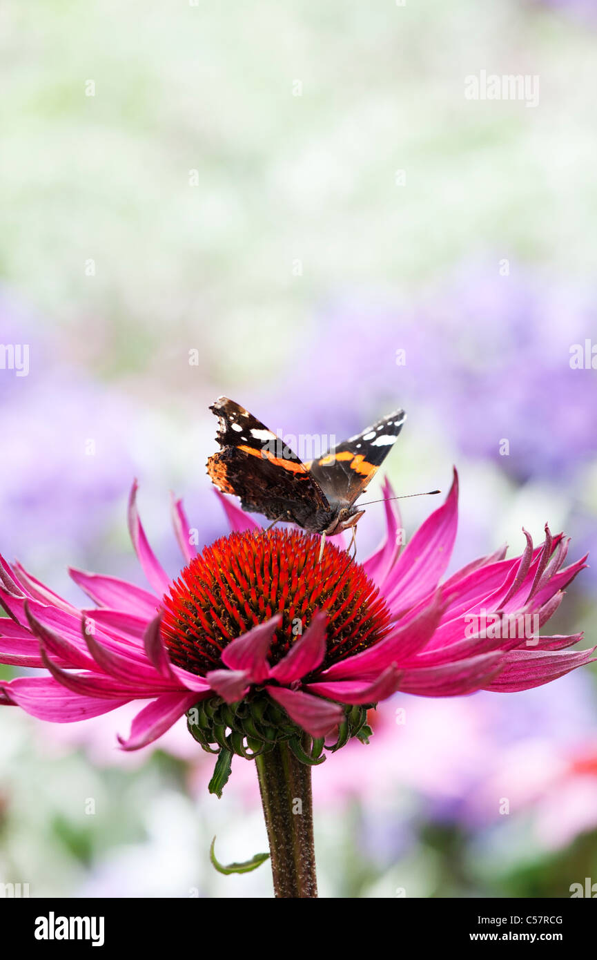 Vanessa Atalanta . Red admiral butterfly alimentazione su un prodotto a base di echinacea purpurea coneflower Foto Stock