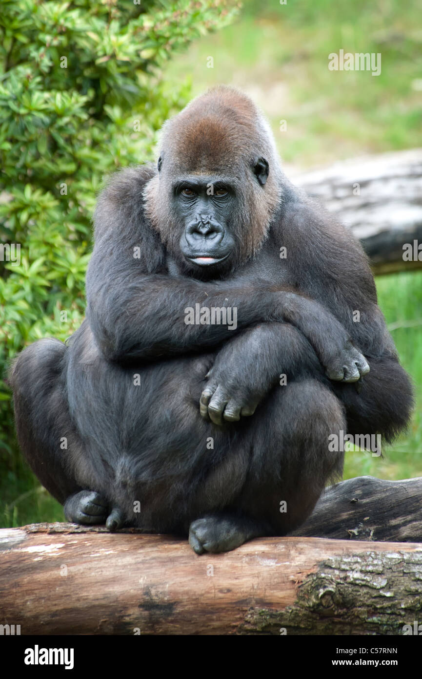 Close-up di una femmina di gorilla silverback Foto Stock