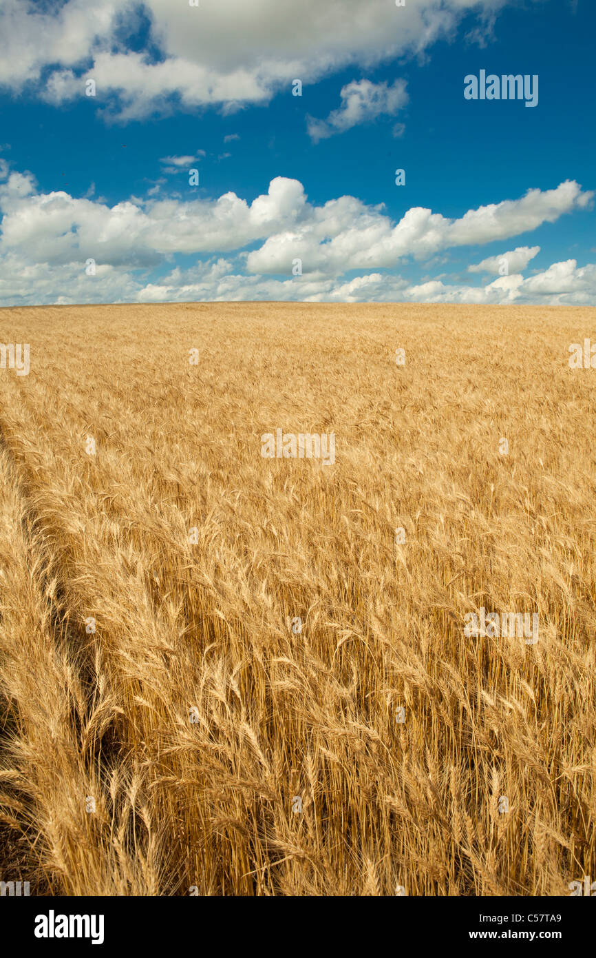Un campo di grano con un cielo blu Foto Stock