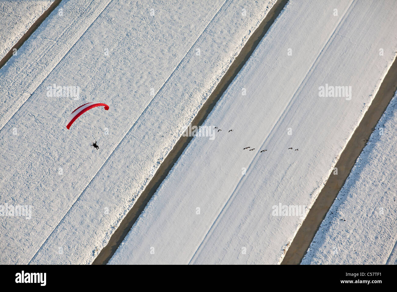 Nei Paesi Bassi, vicino Schoonhoven, motorizzato sky diver e Oche del Canada in volo. Antenna. Foto Stock
