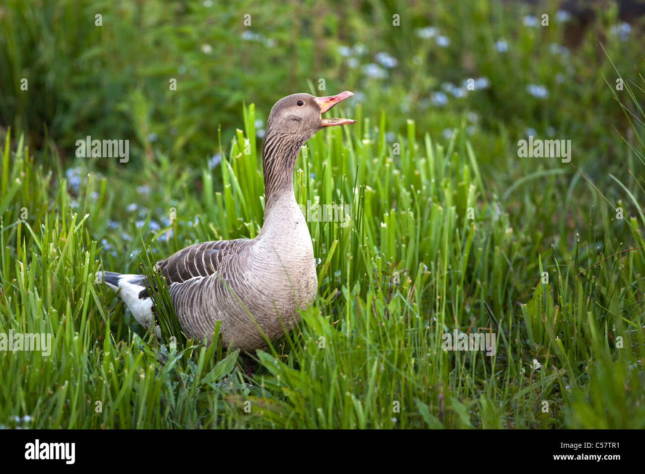 I Paesi Bassi, Sluis, Parco Nazionale chiamato Zouweboezem. Oca Graylag, Anser anser. Foto Stock