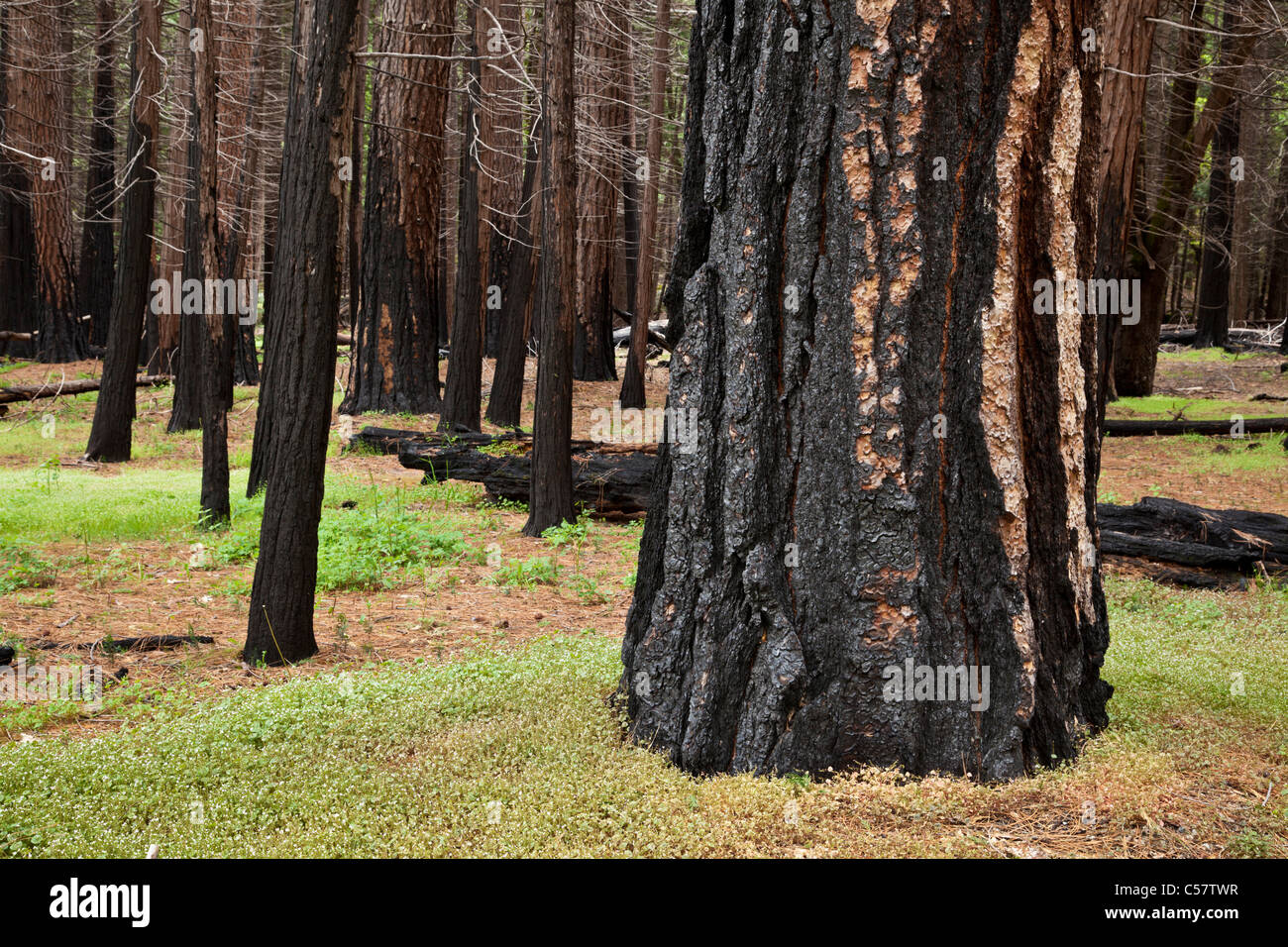 Fire alberi danneggiati conifere pini e sequoie giganti nel parco nazionale di Yosemite in California usa Foto Stock