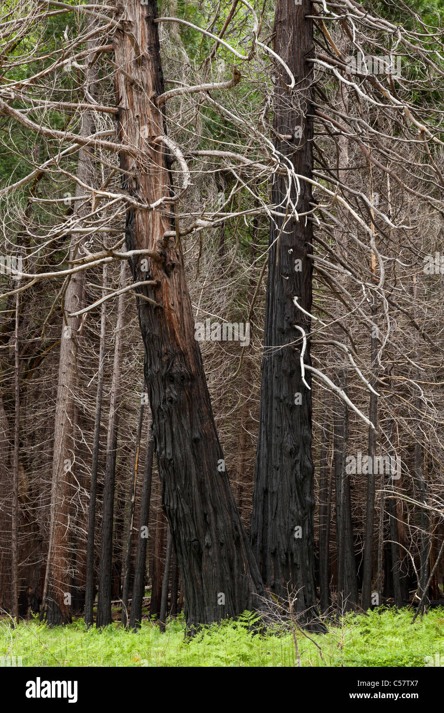 Fire alberi danneggiati conifere e pini nel parco nazionale di Yosemite in California usa Foto Stock