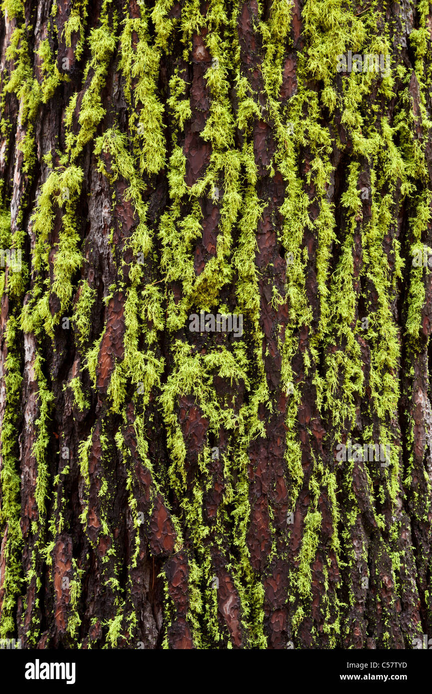 Letharia vulpina comunemente noto come il lupo lichen nella famiglia Parmeliaceae Foto Stock
