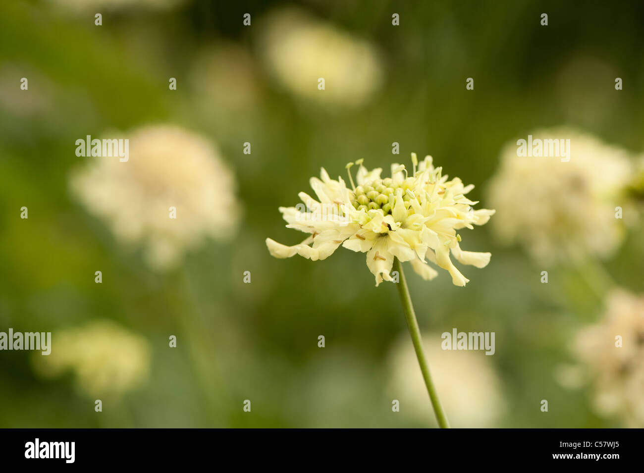Cephalaria gigantea, scabious gigante, in fiore Foto Stock