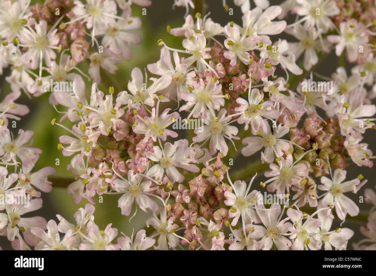 Hogweed (Heracleum sphondylium) broccoli in una fioritura ombrella Foto Stock