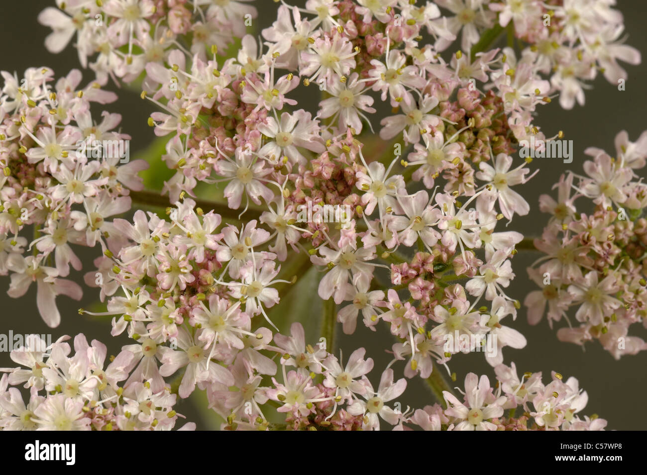 Hogweed (Heracleum sphondylium) broccoli in una fioritura ombrella Foto Stock