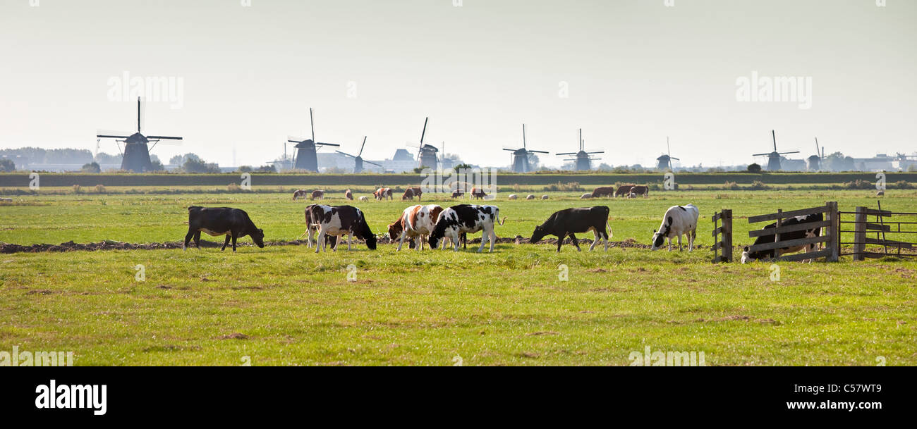 I Paesi Bassi, Kinderdijk, mulini a vento, Sito Patrimonio Mondiale dell'Unesco. Le mucche in prato. Foto Stock