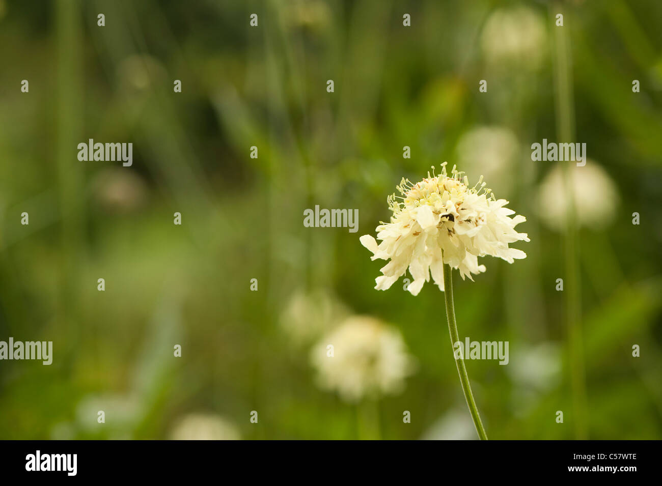 Cephalaria gigantea, scabious gigante, in fiore Foto Stock