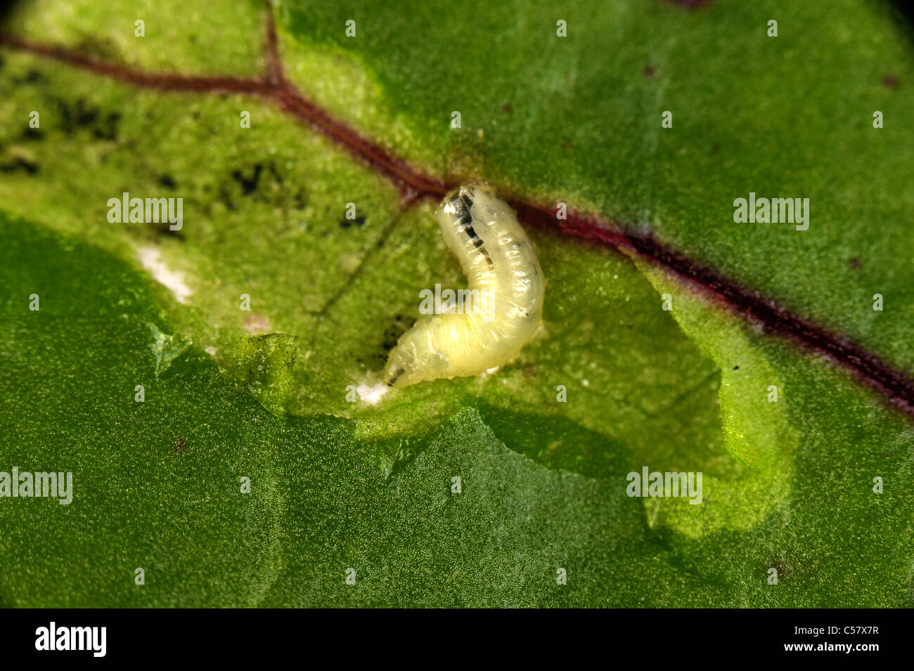 Leafminer (Pegomya hyoscyami) larva esposta nella miniera di foglie danni alla barbabietola Foto Stock