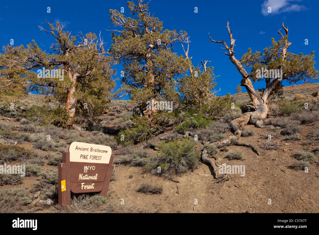 Bristlecone antica pineta di Inyo National Forest cartello in legno California USA Stati Uniti d'America Foto Stock