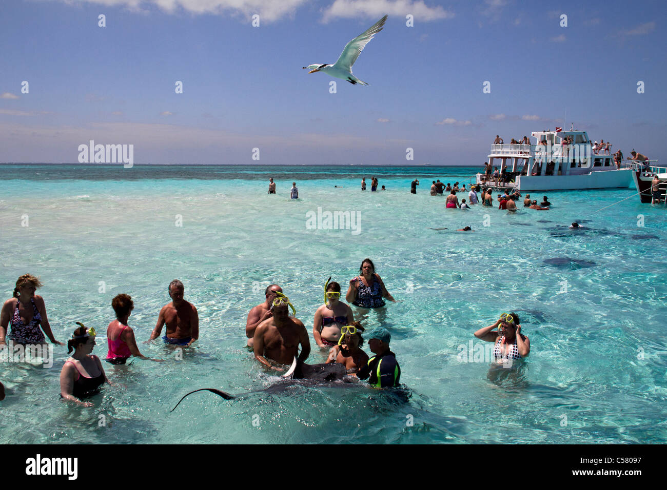 Le persone interagiscono con i trigoni a Stingray City, Isole Cayman Foto Stock