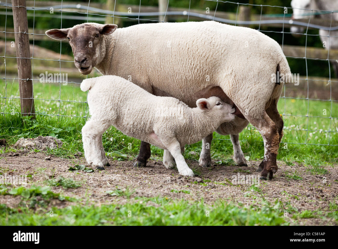 Pecora e agnello da latte Foto stock - Alamy