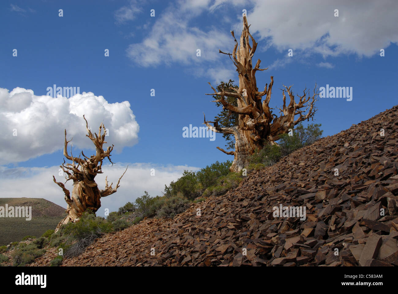 Stati Uniti d'America, America, California, Bristlecone Pine Forest, pinus aristata longavae, pino, albero, morto Foto Stock