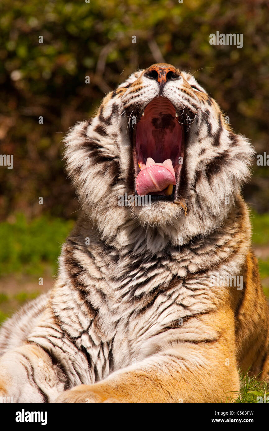 Altaica, la tigre di Amur, esterno, Carnivora, all'aperto, fuori, individualmente, la fauna, la grande cat, catlike, Panthera Pantherinae, grande Foto Stock