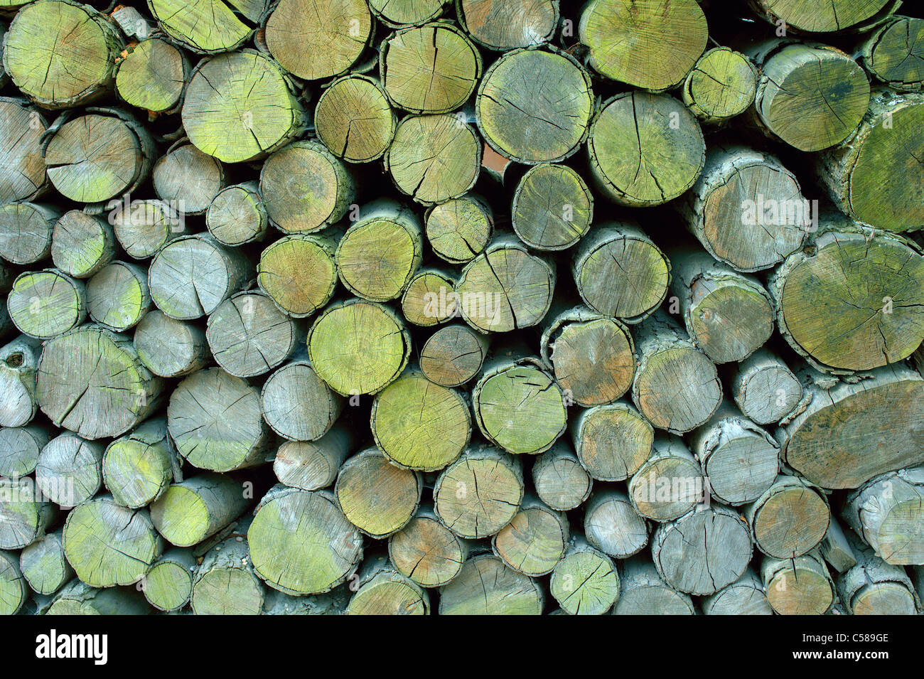 Pezzi di legna da ardere di alghe verdi coperti in un heap Foto Stock