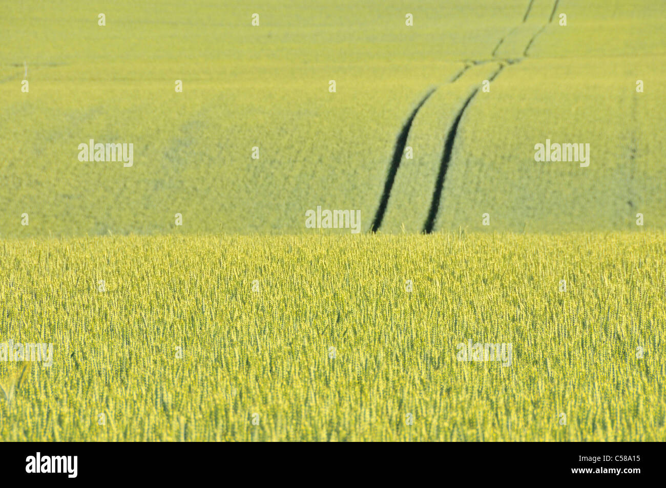 Di Frumento, Triticum aestivum, campo di grano, Svevo, Baden-Württemberg, Germania, campo Foto Stock