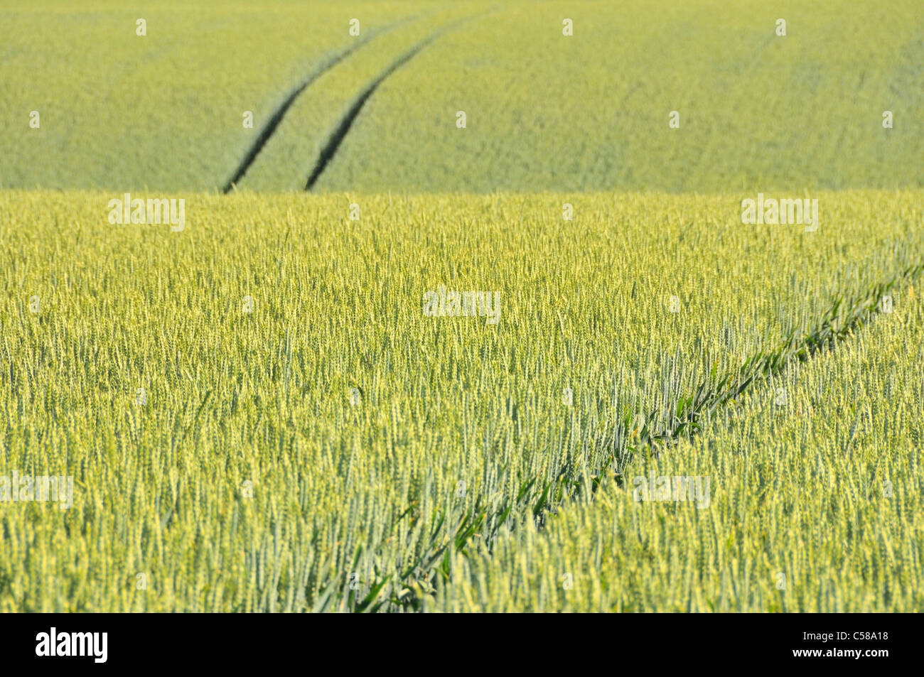 Di Frumento, Triticum aestivum, campo di grano, Svevo, Baden-Württemberg, Germania, campo Foto Stock