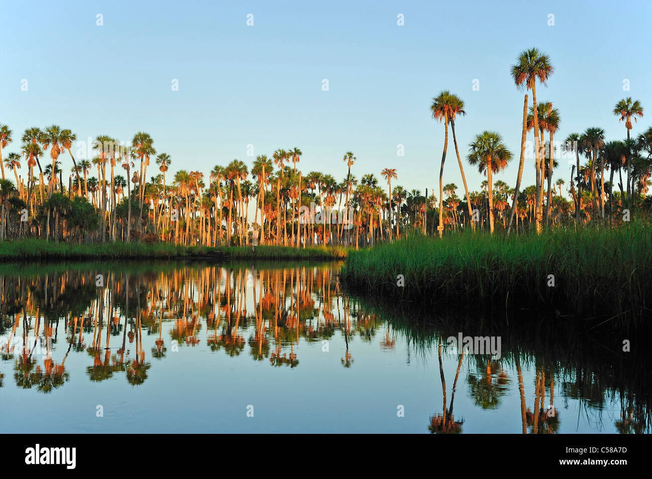 Alberi di palma, linea di costa, Weeki Wachee River, Early Morning Light, Spring Hill, Florida, Stati Uniti d'America, Stati Uniti, America, acqua Foto Stock