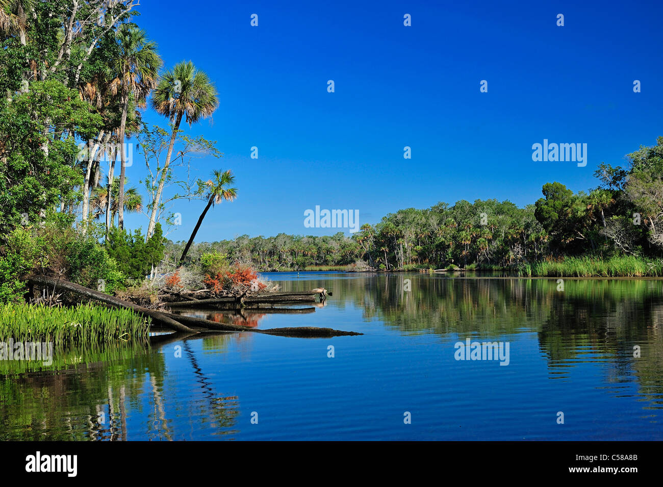 Chassahowitzka, Fiume, acqua, Chassahowitzka, National Wildlife Refuge, vicino a Spring Hill, Florida, Stati Uniti d'America, Stati Uniti, America, Foto Stock
