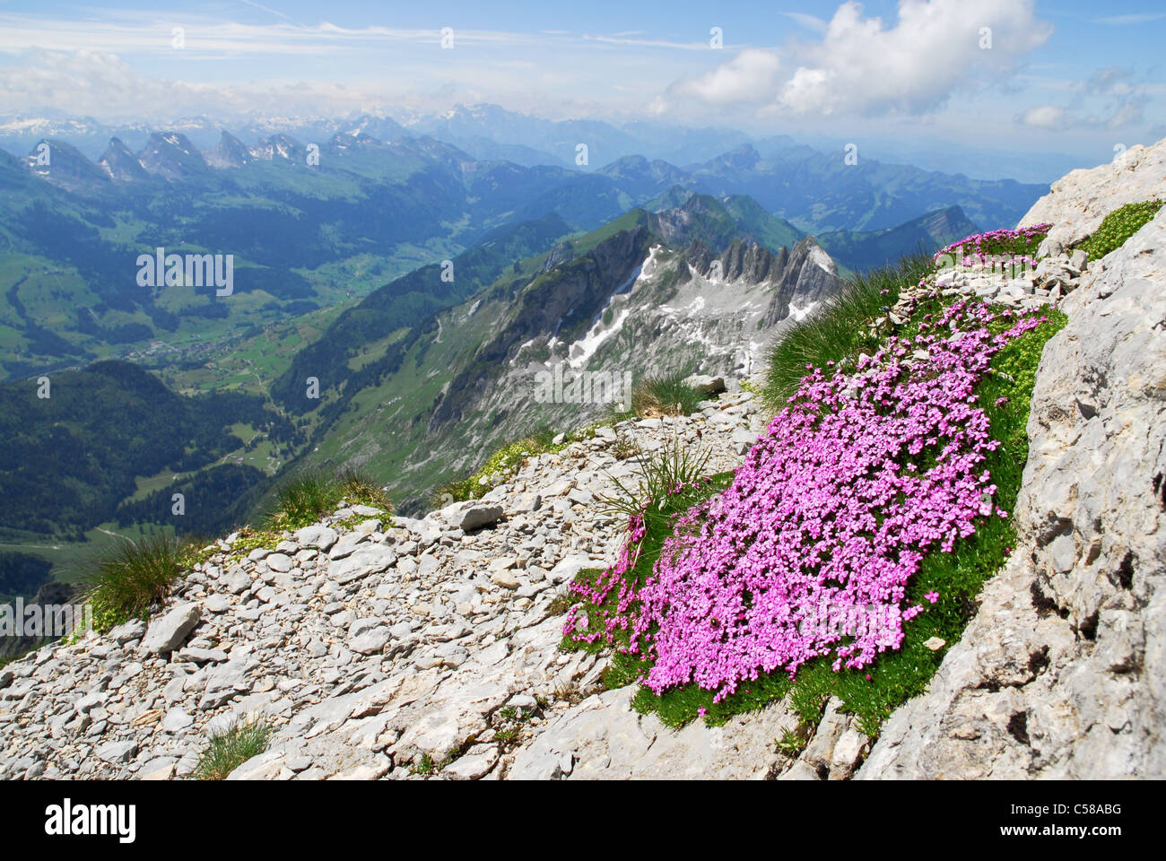 Alpi, di fiori alpini, Alpstein, Appenzello Esterno, Appenzell Innerrhoden, fiori di montagna, montagne, fiore, blossom, farina Foto Stock