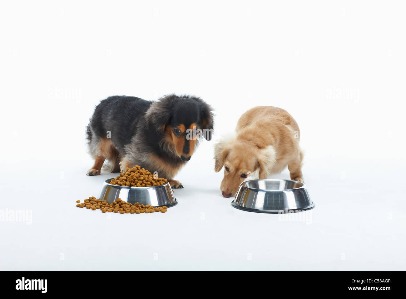 Due dachshunds consumare i pasti Foto Stock