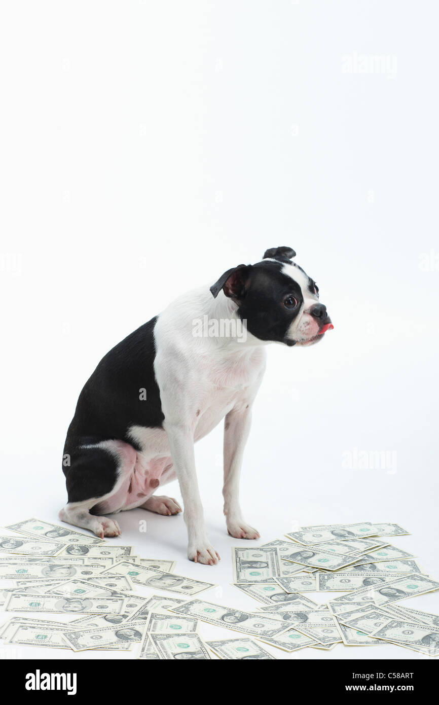 Boston Terrier e contagiava denaro Foto Stock