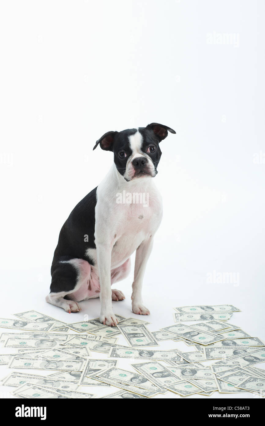 Boston Terrier e contagiava denaro Foto Stock
