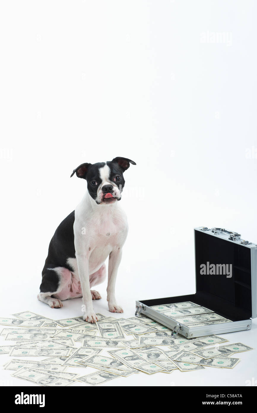 Boston Terrier e contagiava denaro con sacchetto in acciaio Foto Stock