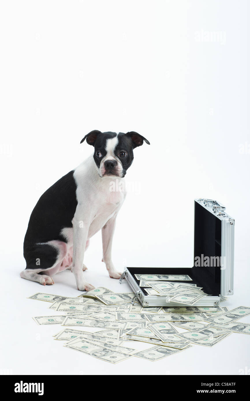 Boston Terrier e contagiava denaro con sacchetto in acciaio Foto Stock
